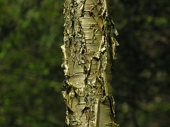 Yellow Birch (Betula alleghaniensis) bark