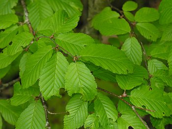 Yellow Birch (Betula alleghaniensis) leaves