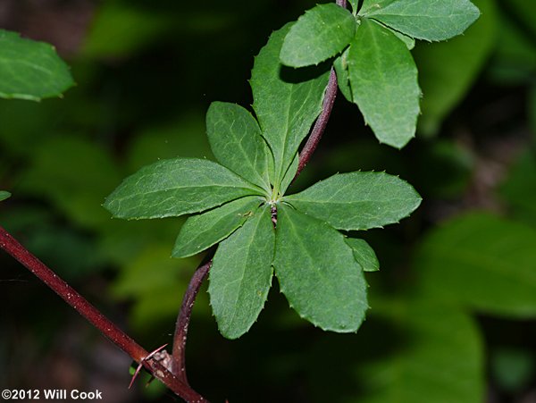 American Barberry (Berberis canadensis) leaves