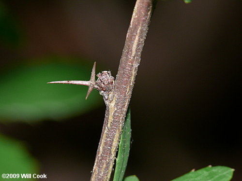 American Barberry (Berberis canadensis) spines