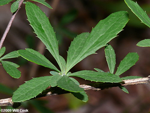 American Barberry (Berberis canadensis) leaves
