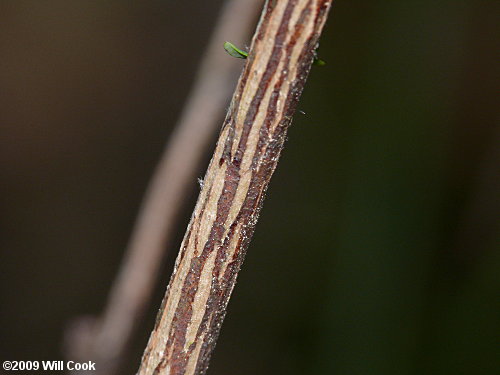 American Barberry (Berberis canadensis) bark