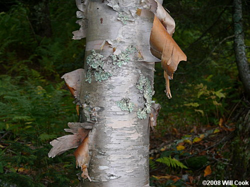 Mountain Paper Birch (Betula cordifolia)