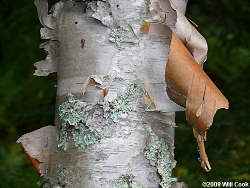 Mountain Paper Birch (Betula cordifolia)