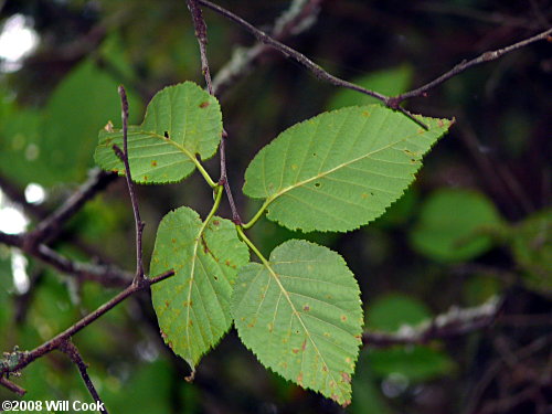 Mountain Paper Birch (Betula cordifolia) leaves