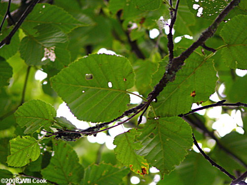Mountain Paper Birch (Betula cordifolia) leaves