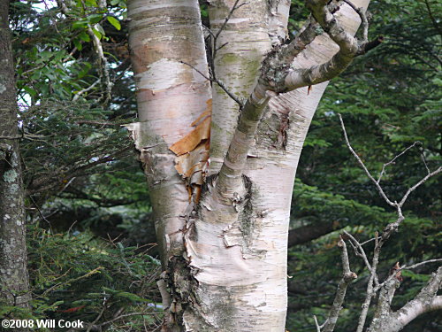 Mountain Paper Birch (Betula cordifolia)