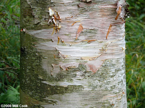 Mountain Paper Birch (Betula cordifolia)
