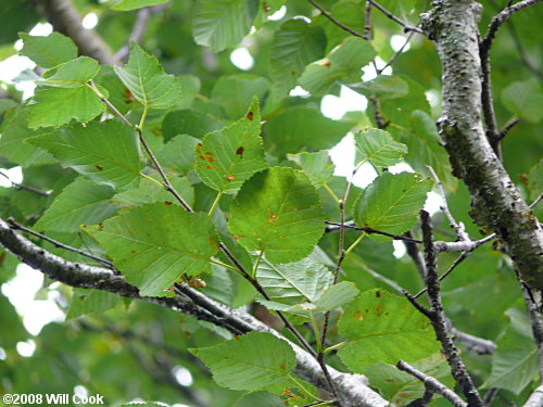 Mountain Paper Birch (Betula cordifolia) leaves