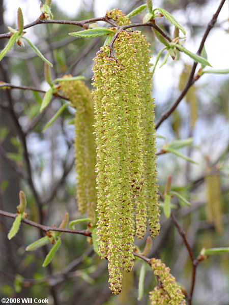 Sweet Birch (Betula lenta) catkins