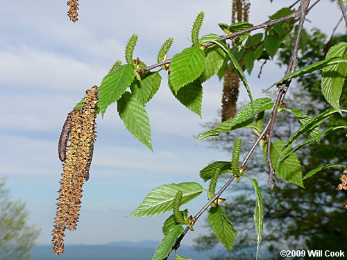 Sweet Birch (Betula lenta) flowers