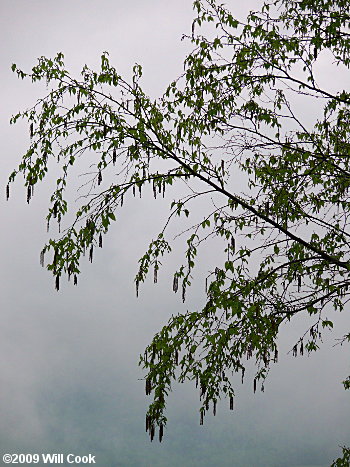 Sweet Birch (Betula lenta) tree