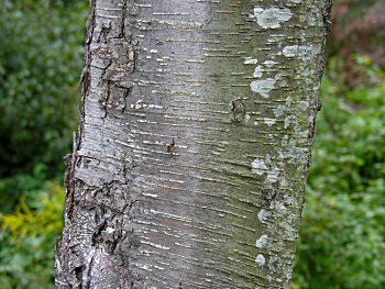 Sweet Birch (Betula lenta) bark