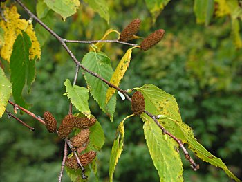 Sweet Birch (Betula lenta)