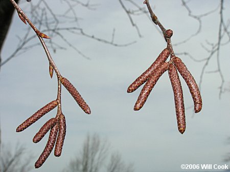 Sweet Birch (Betula lenta) catkins