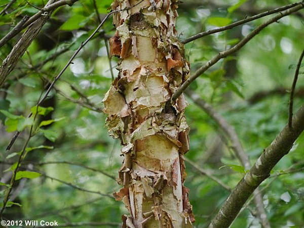 River Birch (Betula nigra) bark