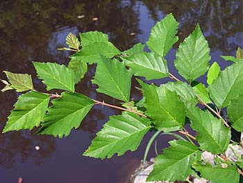 River Birch (Betula nigra)