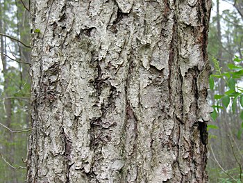 River Birch (Betula nigra) bark