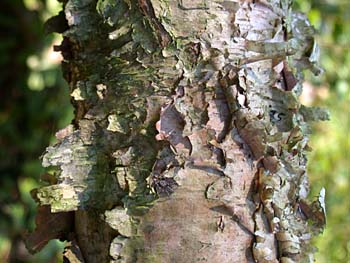 River Birch (Betula nigra)