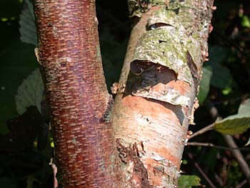 River Birch (Betula nigra)