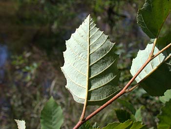 River Birch (Betula nigra)