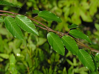 Supplejack (Berchemia scandens)