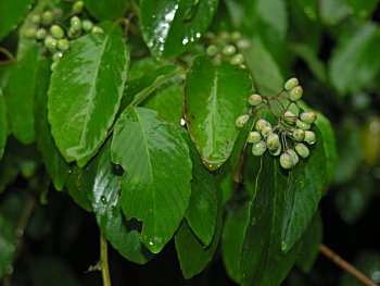 Supplejack (Berchemia scandens)