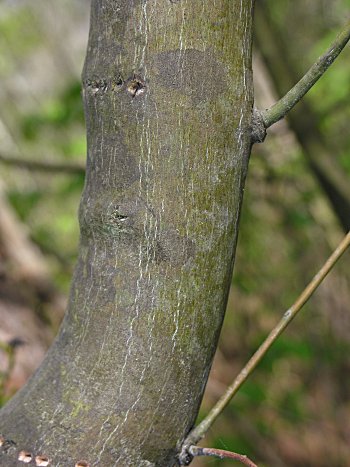 Supplejack (Berchemia scandens)