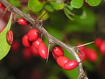 Japanese Barberry (Berberis thunbergii) fruit