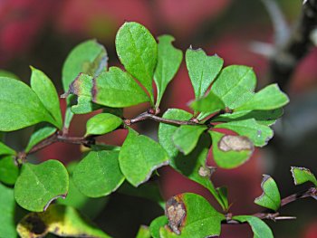 Japanese Barberry (Berberis thunbergii) leaves