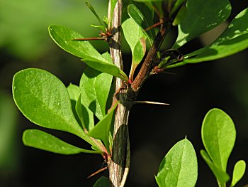 Japanese Barberry (Berberis thunbergii) leaves