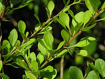 Japanese Barberry (Berberis thunbergii) leaves