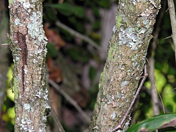 Japanese Barberry (Berberis thunbergii) bark