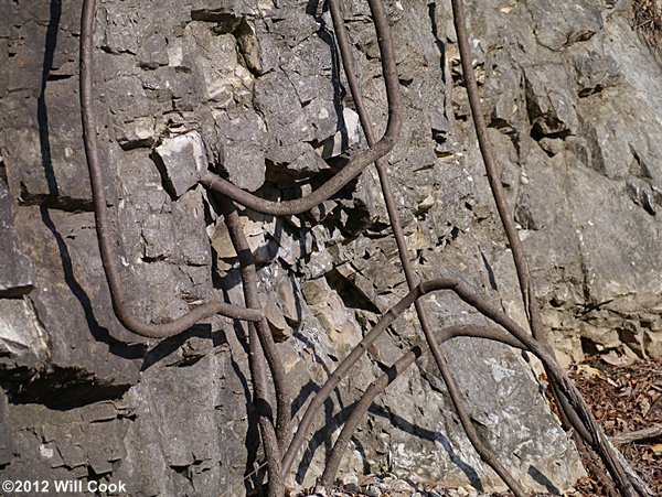 Crossvine (Bignonia capreolata) bark