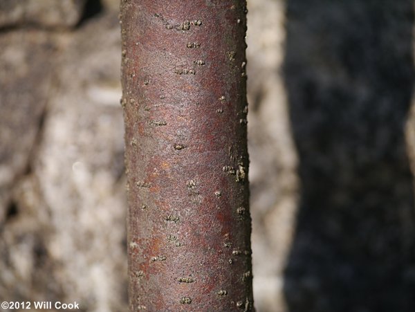 Crossvine (Bignonia capreolata) bark