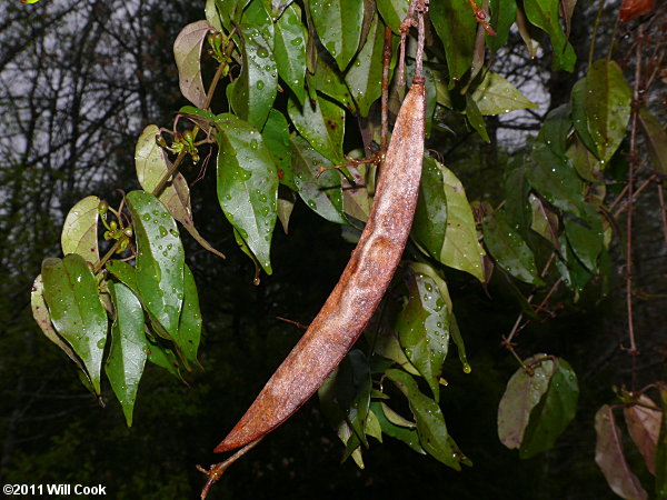 Crossvine (Bignonia capreolata) fruit