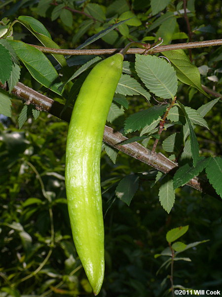 Crossvine (Bignonia capreolata) fruit