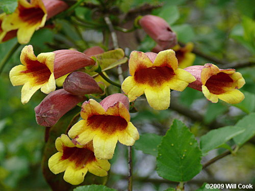 Crossvine (Bignonia capreolata) flowers