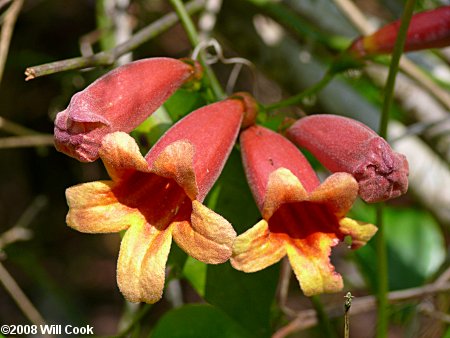 Crossvine (Bignonia capreolata) flowers