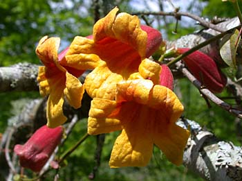 Crossvine (Bignonia capreolata) flowers