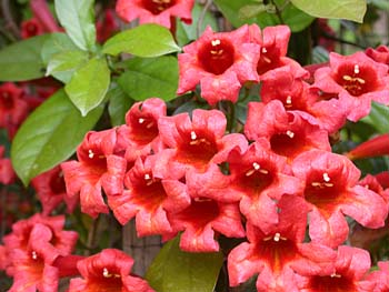 Crossvine (Bignonia capreolata) flowers