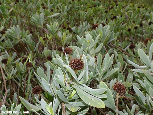 Seaside Oxeye (Borrichia frutescens)