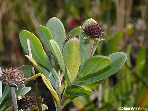 Seaside Oxeye (Borrichia frutescens)