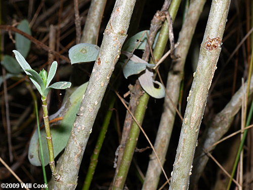 Seaside Oxeye (Borrichia frutescens)