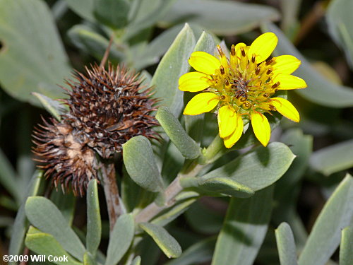 Seaside Oxeye (Borrichia frutescens)