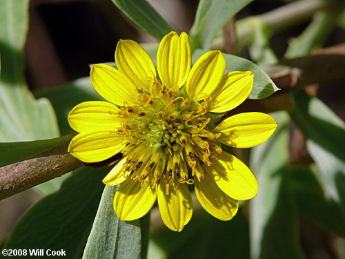 Seaside Oxeye (Borrichia frutescens)