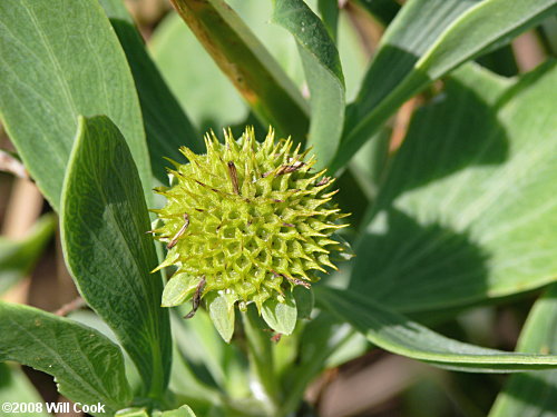 Seaside Oxeye (Borrichia frutescens)