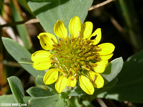 Seaside Oxeye (Borrichia frutescens) flower