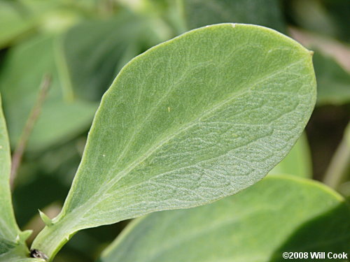 Seaside Oxeye (Borrichia frutescens) leaves