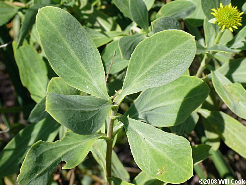 Seaside Oxeye (Borrichia frutescens) leaves